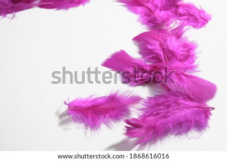 Fuchsia feathers on white background