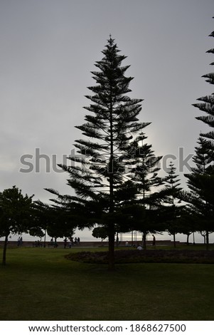 Big tree in a backlit park