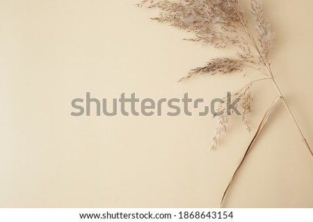 Dry pampas grass reeds agains on beige background. Beautiful pattern with neutral colors. Minimal, stylish, monochrome concept. Flat lay, top view, copy space. Set sail champagne trend color 2021 Royalty-Free Stock Photo #1868643154