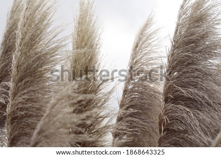Part of a toe toe plant in the wind. Royalty-Free Stock Photo #1868643325