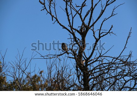 silhouette of mockingbird in bare tree branch with blue sky background