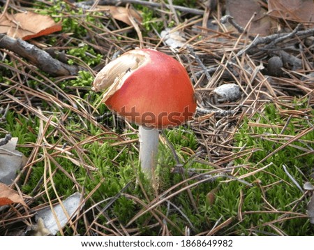 
Amanita muscaria mushroom eaten with squirrel