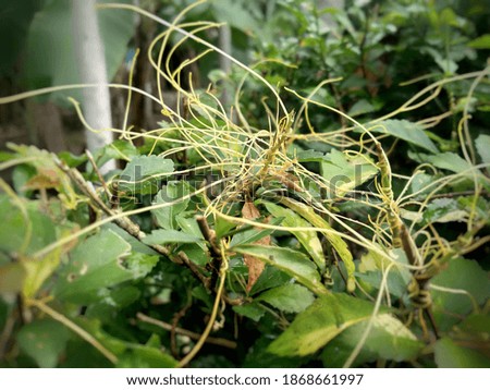 The female rope plant is a parasitic plant that attaches itself to its host tree