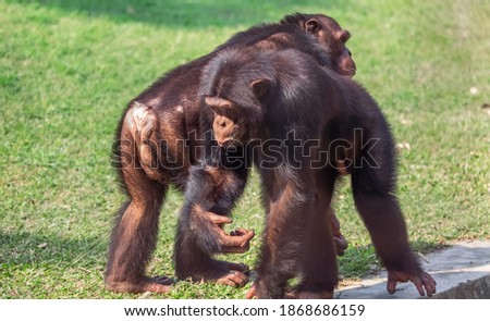 Chimpanzee at Indian wildlife reserve