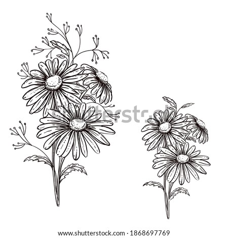 Hand drawn sketch black and white flowers daisy. Vector illustration. Elements in graphic style label, card, sticker, menu, package.