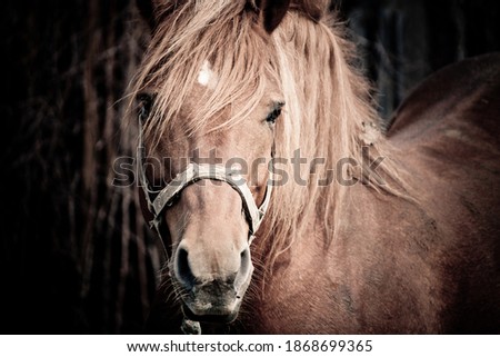 Horse outdoors in the village. Horse portrait, brown horse.