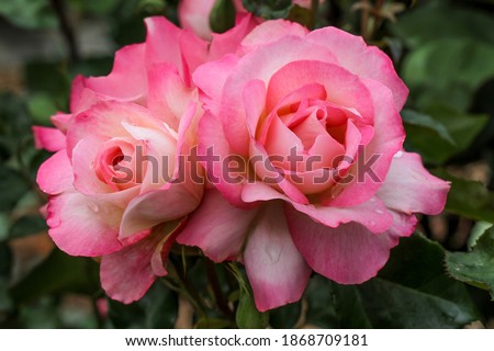 A beautiful floribunda rose named Bold Seduction.  Sport of the very popular rose Seduction. Royalty-Free Stock Photo #1868709181