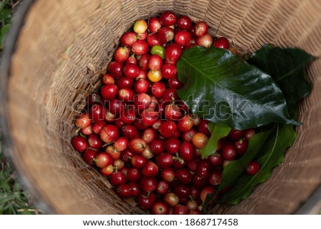 Coffee farmer picking ripe cherry beans, Fresh coffee bean in basket, Close up of red berries coffee beans.