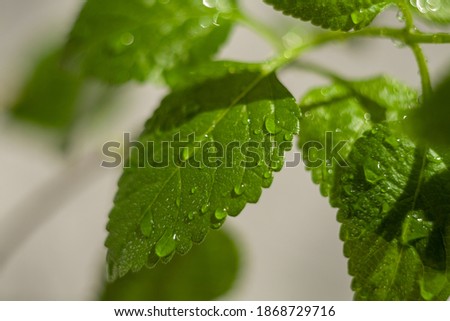 Green leaves of Plectranthus australis plants on a grey background