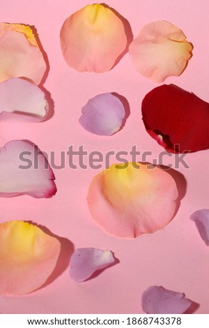 the beautiful colorful rose petals close up