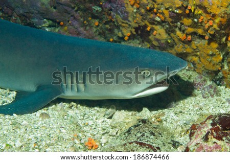Close-up of a White-tip Reef Shark (Triaenodon Obesus) Lying On the Bottom, Cano Island, Costa Rica
