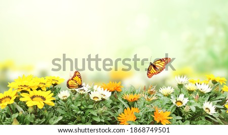 First spring wildflowers yellow, white and orange Adonis vernalis (Pheasant's eye). Sunny spring background flowers and butterflies on flowerbed. Horizontal summer banner with False hellebore flower