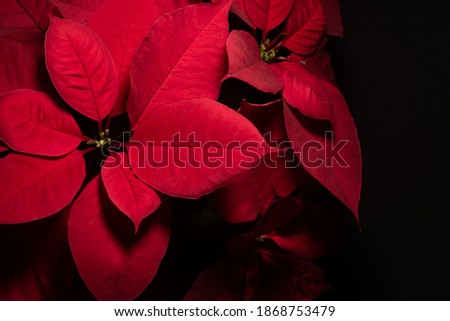 Professional macro close up of  beautiful red poinsettia nochebuena flower, christmas holydays