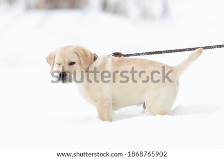 funny funny Labrador puppy in snow looking at camera on winter walk in snow-covered park
