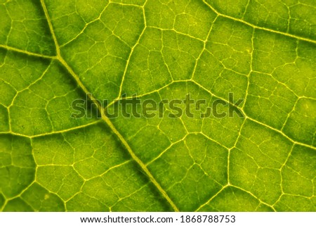 Fresh green leaf texture macro close-up

