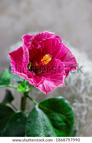 Indoor plant domestic hibiscus red flower in a pot on a wooden white chair. Chinese hibiscus, China rose, rose mallow. Copy space