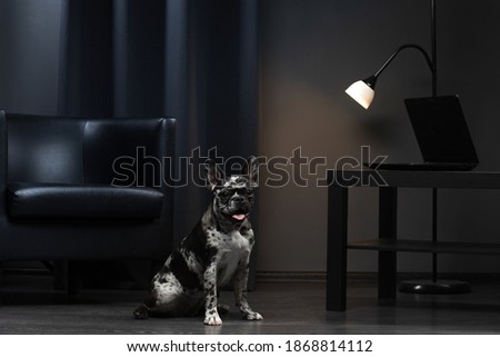 french bulldog in the interior. Puppy of rare marble color. Pet in the office on chair