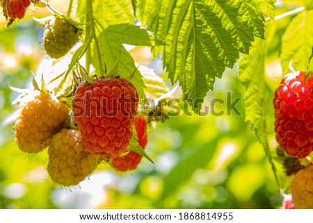 Raspberry grows at organic household during sunny summer day. Authentic farm series