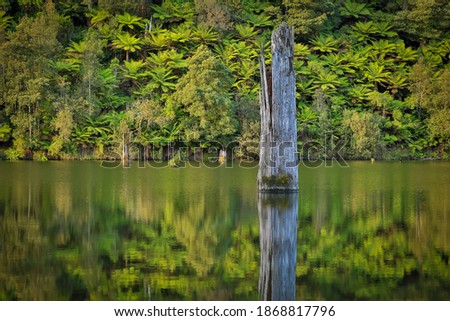 Close up of iconic Australian rainforest with drowned tree trunk, man ferns (Diksonia Antartica) and reflections in lake. 
