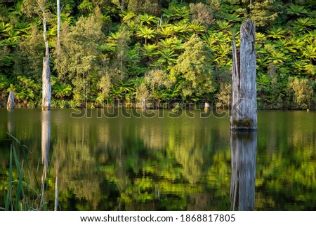 Close up of drowned tree trunks,  man ferns (Diksonia Antartica) and reflections in lake. 