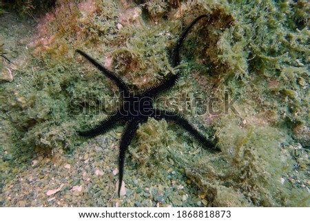 Black brittle-star or Black serpent star (Ophiocomina nigra) in Mediterranean Sea Royalty-Free Stock Photo #1868818873