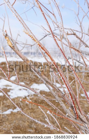 Frost on the branches of trees. Steppe in winter. Frost texture. Trees and plants in winter frost. Snow on the ground. White snowflakes on the branches. Frost on the ground. Clouds in the blue sky