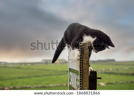 Cute black and white kitten playing on an old weathered parking fee sign, Green field and beautiful colorful sky out of focus in the background. Concept playfulness, child carefree times