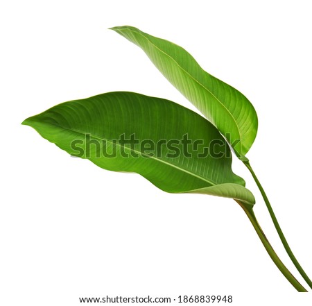 Strelitzia reginae, Heliconia, Tropical leaf, Bird of paradise foliage isolated on white background, with clipping path   