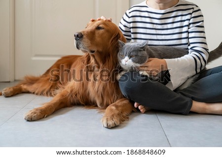 Golden Retriever and British Shorthair accompany their owner Royalty-Free Stock Photo #1868848609