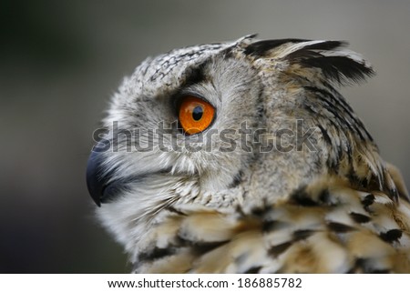 An Eurasian Eagle owl (B. bubo), one of the worlds largest owls