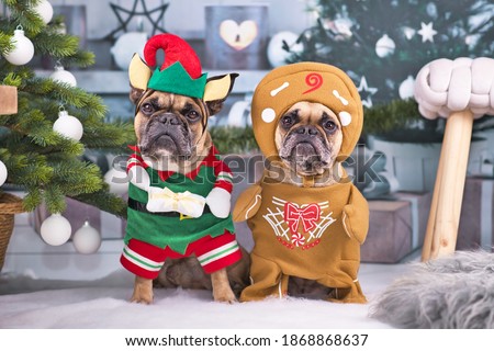 Pair of festive French Bulldog dogs wearing funny Christmas costumes dressed up as Christmas elf with hat and gift and gingerbread man standing next to Christmas tree