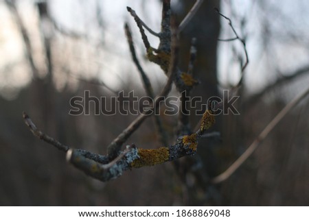 A close up of a tree branch