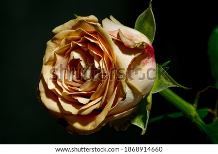 Colourful rose, on a dark background. Photographed from a close distance, in full bloom.
