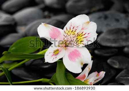 beautiful orchid on back stones background