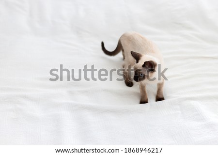White kitten hunts on a solid background.