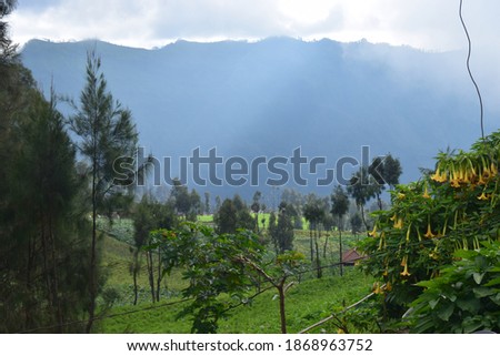 Landscape at the foot of the Bromo volcano on Java with a yellow trumpet flower