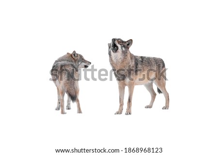 howling wolf and she-wolf isolated on white background