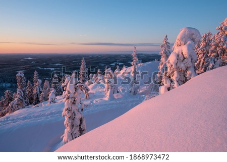 Winter landscape with snowy trees in Koli National Park, Finland