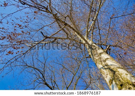 branches of a tree, photo picture digital image