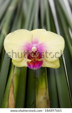 Yellow orchid with Long palm leaf