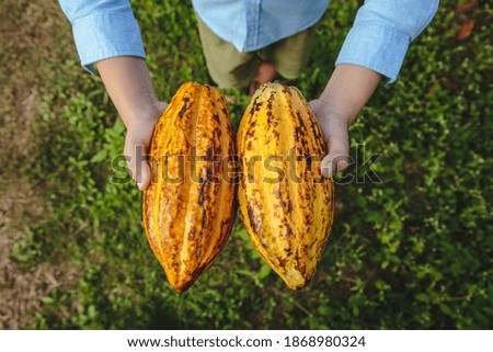 Fresh cocoa pods in the hands of farmers