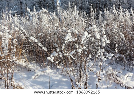 Grass in hoarfrost against the background of blue sky and trees in winter, Siberia, Russia