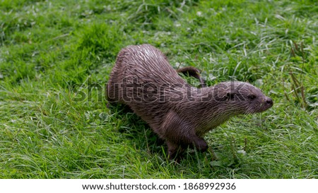 Single wet otter walking on grass