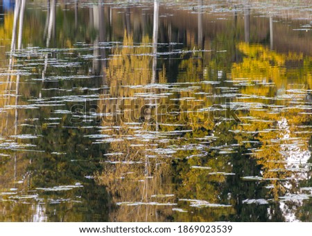 colorful autumn panoramas with yellow trees by the lake, beautiful and colorful reflections in the calm lake water, golden autumn, Tresais Ansis, Rubene, Latvia