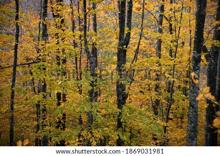 A forest that is full of dark and bright autumn leaves with dark woods