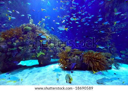 underwater image of coral reef and tropical fishes