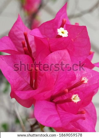 Bougainvillea spectabilis flowers are generally small, white, and inconspicuous, highlighted by several brightly colored modified leaves called bracts. The bracts can vary in color. Royalty-Free Stock Photo #1869059578