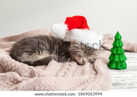 Christmas cat kitten in santa claus hat sleeping near Christmas tree miniature. New Year gray tabby kitten cat sleeping on pink plaid
