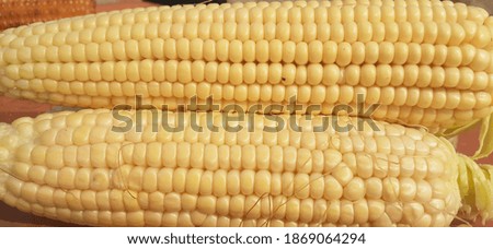 This  picture corn picture location is pakistan panjab Rahim yar Khan corn is a food thing  Corn is a good food.its very salty and full of nutrients required for good health.