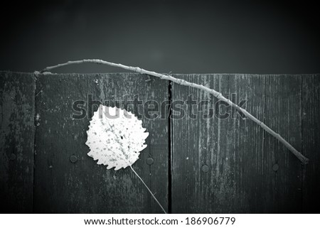 A black and white shot of an old wooden fence with a leaf and twig